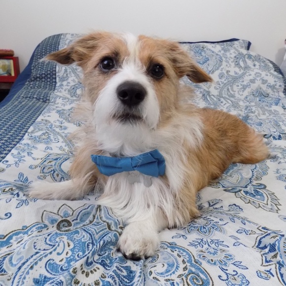 Meet your Posher, Olivia - Picture 5 of 5